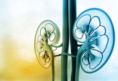 computer image of 2 kidneys