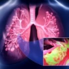 Animation picture of top half of body highlighting lungs