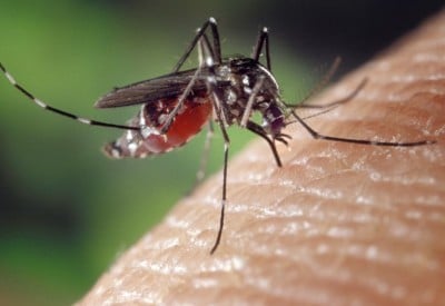 Zika and Malaria Viruses are Transmitted via Mosquitoes