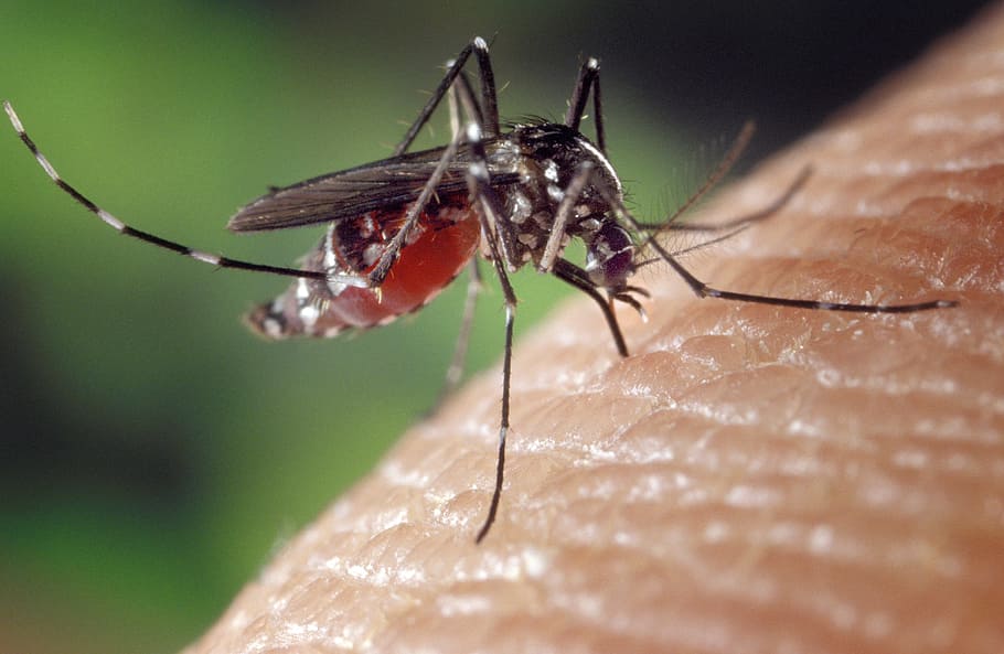 Zika and Malaria Viruses are Transmitted via Mosquitoes