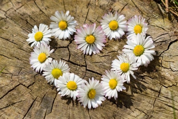 Small white flowers arranged in a heart shape on a wooden stump