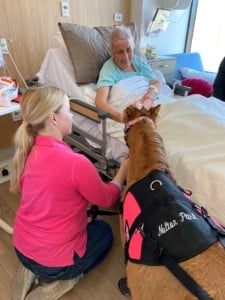 A 'Nolton Park: Horses Healing Hearts' horse offers a cuddle to a patient in hospital. The patient is smiling at the caramel horse wearing a pink and black vest, supported by a Nolten Park volunteer