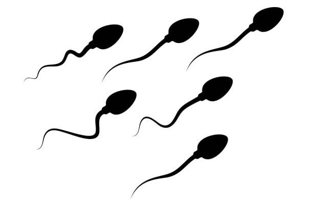 Male reproductive cell.